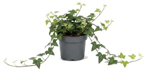 Hedera Helix Verde Hiedra verde Planta Trepadora y Colgante DECOALIVE Maceta 13 cm Diámetro Altura 25 cm