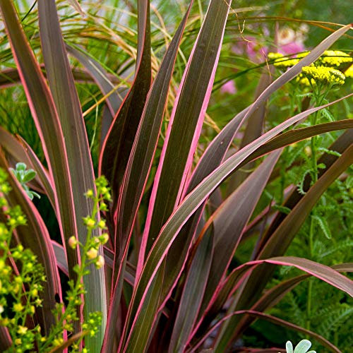 YouGarden Phormium 'Sundowner Pink', Established Plant in 3L Pot, Already 70cm Tall and Ready to Plant