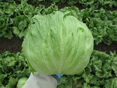 5 grammi circa 5.000 semi di lattuga, Iceberg, semi di lattuga organici non OGM Seed - da agricoltura biologica!