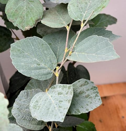 Zwerg Federbuschstrauch Blue Shadow 30-40cm - Fothergilla gardenii - lebende Gartenpflanze aus den Baumschulen