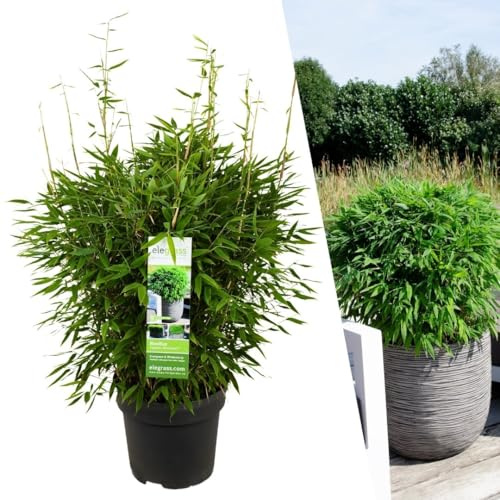 Plants by Frank Fargesia Moontears Boobux Bambus Pflanze, XL | XL Bambus Pflanze Winterhart, Gräser Winterhart Mehrjährig, Keine Wurzelausläufer, Gartenpflanzen, Topf 29 cm, Höhe: 70 cm