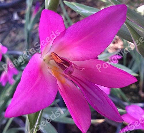 Portal Cool Gladiolus Communis Byzantinus 30 Semi Gladiolo Bizantina Cormous Perenne