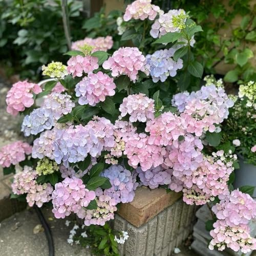 Semillas de hortensias - semillas de jardin silvestres Las de jardín son 500pcs
