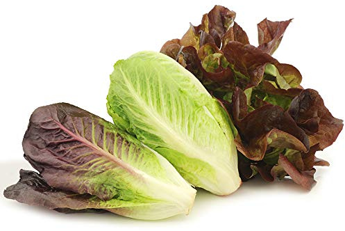 Park Seed Tricolor Romaine Blend Lettuce Seeds – Vivian, Silvia & Brun de Hiver Varieties, Colorful Cool-Season Salad Mix for Spring, Fall or Mild Winter Gardens, Pack of 400