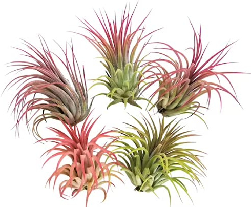 Tillandsia Ionantha Rubra 5 Unidades Plantas del Aire de Color Rojizo Plantas Naturales