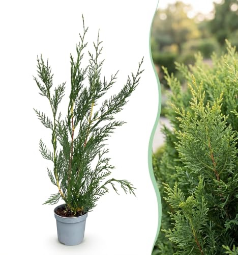GreenboutiQ - Heckenpflanzen - Cupressocyparis leylandii - Blatt grün - 8 Pflanzen - 1 laufender Meter - immergrün - Topf 9cm Höhe 35-40cm