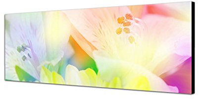 Augenblicke Wandbilder Keilrahmenbild Wandbild 150x50cm Blumen Blüten Nahaufnahme Farbfilter