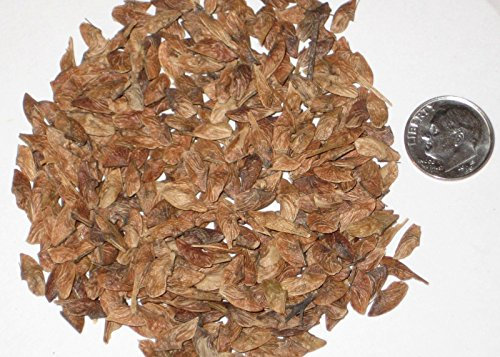 Amur Maple Tree Seed Pack, Feuer-Ahorn-Samen Ideal für Bonsai-Bäume 10
