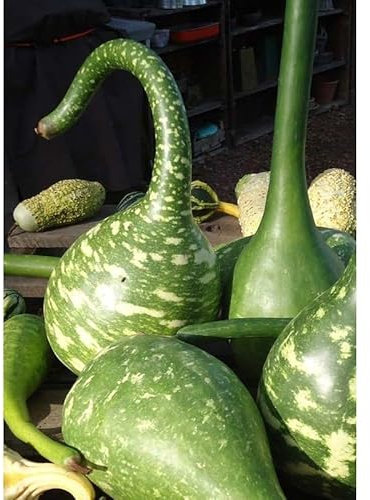 Sachet de graines de Courge calebasse Col de Cygne - 3 g - légume décoratif - LES GRAINES BOCQUET