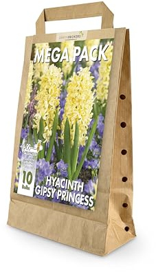 GreenBrokers Hyacinth Spring Flower Bulbs - Gipsy Princess Yellow