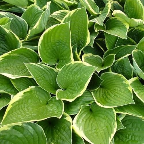 6x Goldrand Funkie 'Aureomarginata' - Hosta fortunei ‘Aureomarginata’ - Kleincontainer 9x9cm