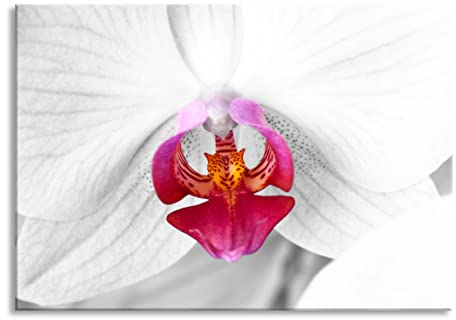 Pixxprint Glasbild, Wandbild aus Echtglas, anmutige Orchideen Blüte, 60x40 cm, inkl. Aufhängung und Abstandshalter