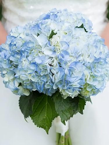 Ramo de Hydrangea Hortensias Azules DECOALIVE Bouquet de 10 Flores Frescas y Naturales