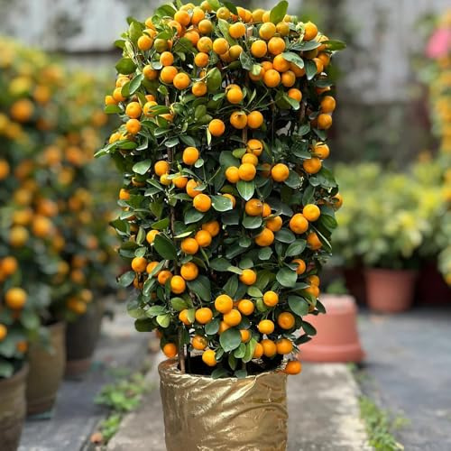 semillas de calamondina cítrica Decoración sala estar con resistentes para balcón al invierno 30pcs