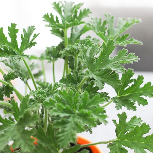 Zitronengeranie blumensaat blumenbeet balkon wildblumen balkonblumen blumenwiese herbstaussaat mehrjährig küchenkräuter blumendeko frühlingsblumen sommerblumen topfpflanzen echt 60samen