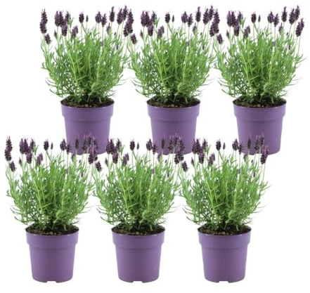 Echter Lavendel Lavandula stoechas Anouk, 6 Pflanzen, Ø12cm