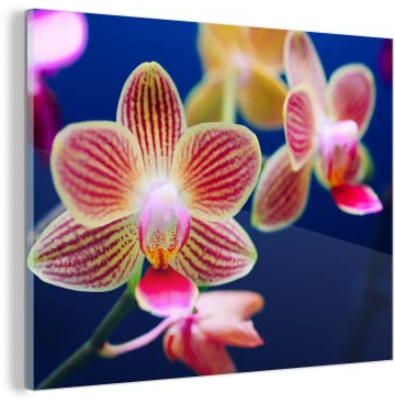 MuchoWow Glasbild Glasfoto Wandbild Bilder Deko 40x30 cm Von Orchidee