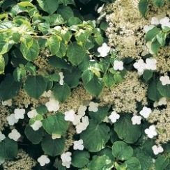 Cross Common Nursery Hydrangea petiolaris