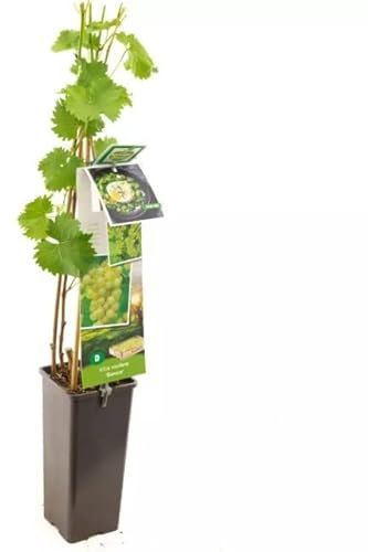 Parra Natural de Uva Blanca Planta Perfecta para el Huerto del Hogar