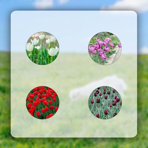 2 piezas bulbos de tulipán resistentes - bulbos de flores de primavera de jardín bulbos de tulipán, bulbo de tulipán, Tulipa gesneriana, planta de casa flor del mediodía resistente