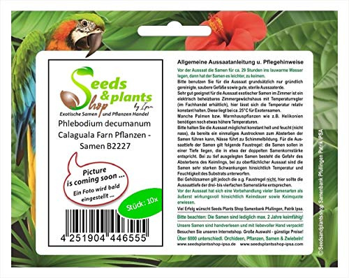 Stk - 10x Phlebodium decumanum Calaguala Farn Pflanzen - Samen B2227 - Seeds & Plants Shop by Ipsa