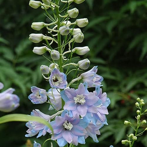 12 unidades o 1 m² Espuela de caballero 'Guinevere' - Delphinium 'Guinevere' Maceta 9x9 cm
