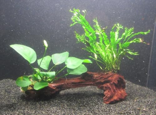 florari Mangrovenholz mit Anubias barteri & Microsorium pteropus windelov - Breitblättriges Speerblatt​ & Windelov Javafarn​ auf Mangroven-Wurzel