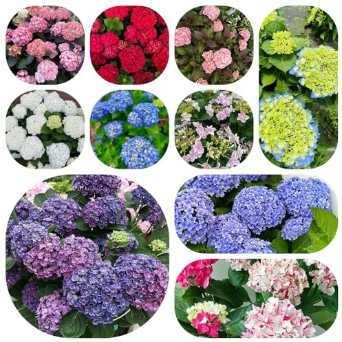 Semi di ortensia - decorazione del soggiorno in vaso per arredamento ufficio resistenti in vaso tappezzanti da giardino da interno di biologiche 600pcs