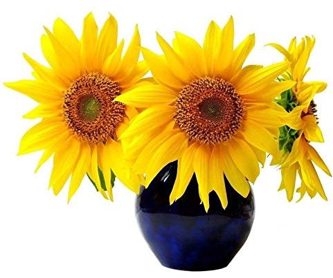 Portal Cool 20 graines de tournesol nains - croissance et sa Belle, rendre votre G Plus heureux