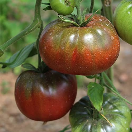 Noire Russe Bio-Tomatensamen für ca. 10 Pflanzen – dunkelrot und würzig