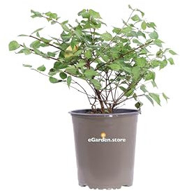 Pianta di Kolkwitzia Amabilis Pink Cloud pianta da esterno cespuglio di Kolkwitzia pianta ornamentale pianta vera pianta da fiore rosa veduta da eGarden.store (Vaso 19 cm)