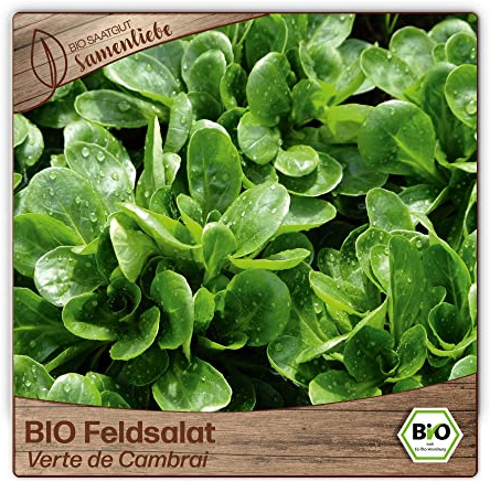 Samenliebe BIO Feldsalat Samen alte Sorte Verte de Cambrai nussiger Rapunzel großer Winterfeldsalat grün 1g samenfestes Gemüse Saatgut für Gewächshaus Freiland und Balkon BIO Gemüsesamen winterhart
