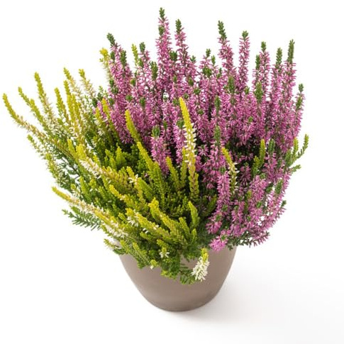 Heidekraut, winterharte für garten Erica carnea, Winterheide, stauden winterhart mehrjährig sträucher 150pcs
