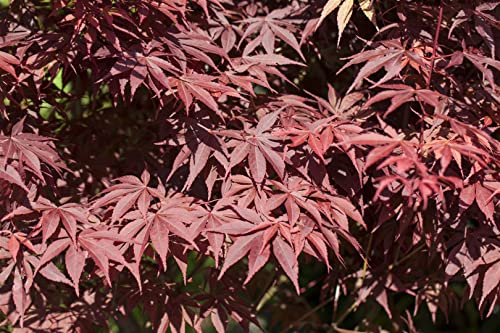 Acer palmatum 'Bloodgood' 80-100 cm – Winterhart, Mehrjährig, Pflegeleicht – Japanischer Ahorn – Solitärgehölz für Garten & Kübel