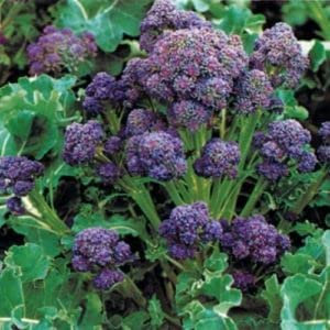 PREMIER SEEDS DIRECT - BROCCOLI - SUMMER PURPLE SPROUTING - 100 FINEST SEEDS