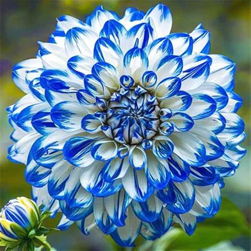 Dahlia Bulbs for Planting,Excellent Display,Perennial,Dahlia Mix-2bulbs-F