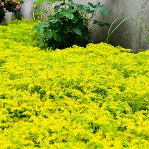 semillas resistentes de de sedum,Decoración de oficina,largo período de floración para una de balcón,para lugares soleados.100pcs