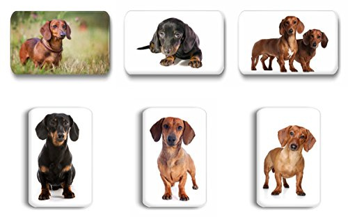 Merchandise for Fans Dackel/Teckel/Dachshund - 6 rechteckige Kühlschrankmagnete 7X 4,5 cm - 03 für Memoboard Pinnwand Magnettafel Whiteboard