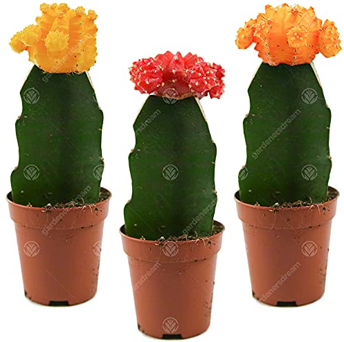 Assortiment Cactus Disco Plante d'intérieur pour maison/bureau parfaite pour cadeau d'invité de mariage (Lot de 3)
