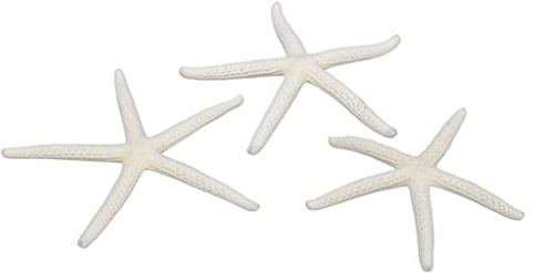 RiloStore 16 STK Deko Seesterne Weiss 7-10cm maritim Tischdeko o150 Strand Beach Seestern Streu Partydeko Basteln martime Dekoration Sommerdeko Tischschmuck Hochzeitsdeko Strandhochzeit