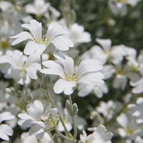 6x Hornkraut 'Columnae' - Cerastium tomentosum 'Columnae' - Topf 9x9cm - Niedriger Steingarten Bodendecker