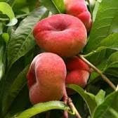 PESCO TABACCHIERA PIATTO varietà da innesto antica albero da frutta di 2 anni vaso 22