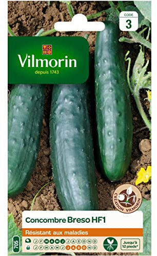 Concombre Breso HF1 - Graines d'Exception