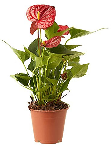 Verdecora Anthurium Rojo | Anturio | Planta natural de interior con flor en maceta de Ø12cm | Altura total aproximada 35-40cm