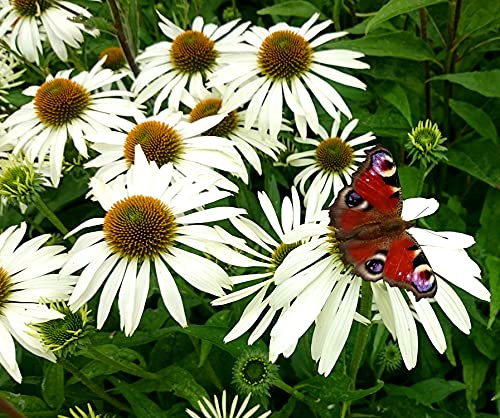 Weißer Sonnenhut White Swan – Echinacea purpurea Alba – 20 Samen | Mehrjährig, winterhart