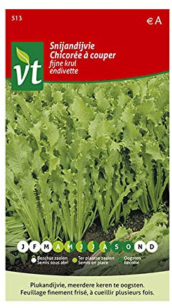 Chicory Endive Seeds per gram - 3 g - Seeds per gram: 550