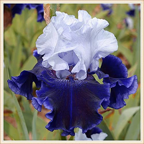 Rizoma iris,Molto delicato,Geheime Garten exotische Stauden,Giardino Segreto Unici-1,2Rizomas