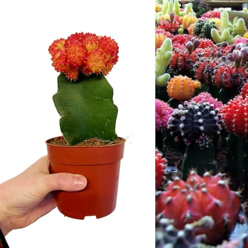 Carbeth Plants - Gymnocalycium mihanovichii in 10.5cm Pot - Colourful Moon Cactus - Indoor Plant Ideal for Beginners