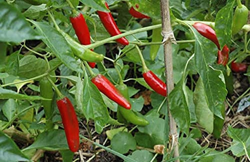 Genipap 25 piezas de semillas de pimienta de Gochu coreana