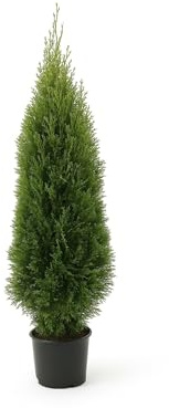 25x Lebensbaum Thuja Smaragd 70-80 cm | immergrüne & winterharte Sichtschutzhecke für 8 m | im Topf mit festem Ballen | Edelthuja, sofort pflanzbar